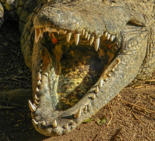 Margate Holiday 20.07.2014-125 - Southbroom.Riverbend Crocodile Farm