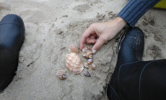 Shells on Elysium beach